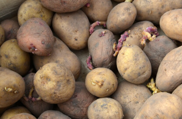 Papas