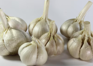 Ajo